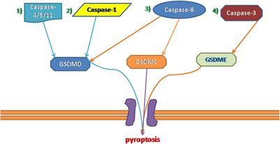 Pyroptosis-Related Inflammasome Pathway: A New Therapeutic Target for Diabetic Cardiomyopathy